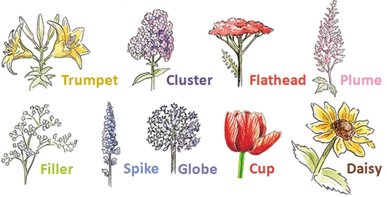 Different flower shapes diagram